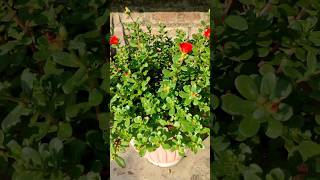 purslane Plant ☘️ mansoon caretrending viral plants purslane masti [upl. by Dione407]