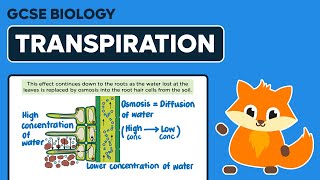 Transpiration Stream  GCSE Biology [upl. by Ilak]