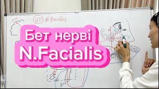 7 Бет нерві  VII Nervus facialis Неврология [upl. by Lyrak]