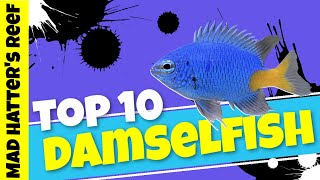 Top 10 Damselfish [upl. by Daven]