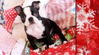 Boston Terrier Puppies VS Wrapping Paper [upl. by Clevey88]