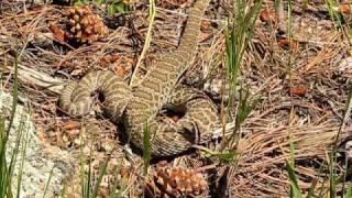 Western Rattle Snake Crotalus Viridis [upl. by Eyot]