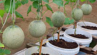 How to grow melons easily with high productivity in plastic containers for beginner [upl. by Harol]