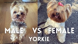 Male Vs Female Yorkie  Yorkie 101 [upl. by Sad]