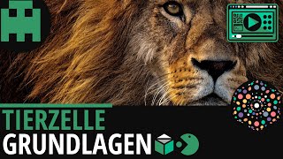 Tierzelle Grundlagen │Biologie Lernvideo Learning Level Up [upl. by Nangem]