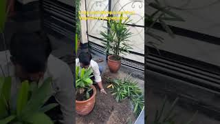 Propagation of lady palmRhapis excelsa botanist Meena [upl. by Nawud329]