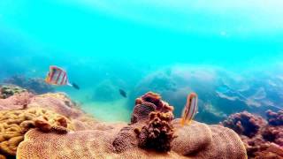 Snorkeling on Samui Coral Cove Beach Freediving [upl. by Odnamla]