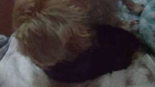 Silky Terrier Amazing Dog Birth Part 2 [upl. by Morehouse]