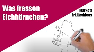 Was fressen Eichhörnchen Einfach erklärt  Lern und Erklärvideo für GrundschulKinder [upl. by Ardnos]