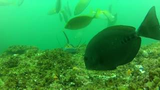 Rabbitfish and sawtail surgeonfish feeding on tropicalised reefs [upl. by Seidule]