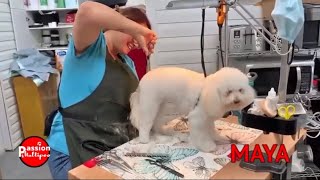 PASSION MALTIPOO Toilettage de Maya avec Sabrina [upl. by Billen]