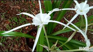 Beach Spider Lily or Hymenocallis Littoralis Imelda Ingram USA [upl. by Jaquenetta347]