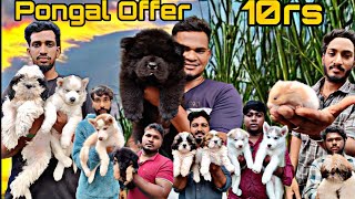 Pongal Offer For Pets 2024 in Chennai Broadway Sunday Pets Market  Low Price Puppies and Pets [upl. by Amlev]