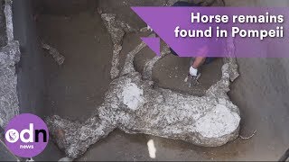 Horse remains found in Pompeii after thousands of years [upl. by Rog]