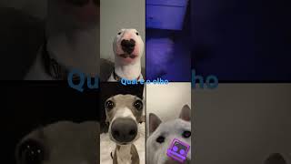 Qual é o olho do cachorro [upl. by Hsakaa722]