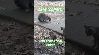 Cat cat racoon He must have waited all night for breakfast raccoon cat animals funny [upl. by Esinert299]