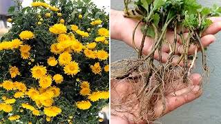 How to propagate and grow Chrysanthemums from cuttings Como propagar crisântemos [upl. by Socha44]