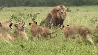 Plains Camp Male Lions with Mhangeni Pride  28 December 2023 [upl. by Encrata]