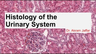 Histology of the urinary system [upl. by Mutat815]