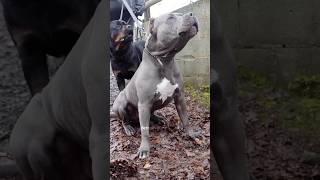 Pitbull y Rottweiler VS Leones FACE OFF 😈  shorts animals wildanimals [upl. by Aisined885]