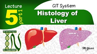 5aHistology of Liver part1GIT [upl. by Rothstein]