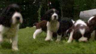 Dogs 101 English Springer Spaniel [upl. by Arnst748]