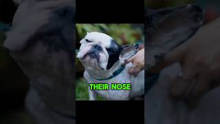 🤔WHY Dogs Have Wet NOSES dog doglover dogshorts [upl. by Aiyn]