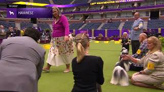 Havanese  Breed Judging 2024 [upl. by Leimad]