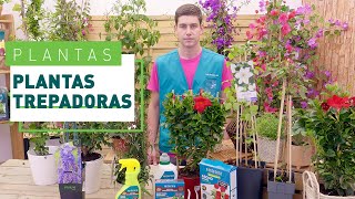 10 plantas trepadoras para la terraza o jardín  Plantas en VERDECORA [upl. by Kimber]