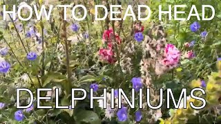 Dead Heading Delphiniums In July delphinium [upl. by Servetnick161]