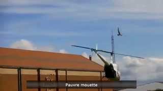 ► Quand une mouette passe devant un hélicoptère [upl. by Ibrek]