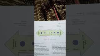 illnesswellness continuum model [upl. by Ylremik366]