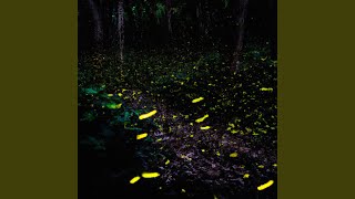 Fireflies and Freedom [upl. by Ruiz]