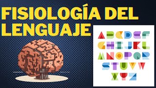 Neuroanatomía y fisiología del lenguaje [upl. by Dellora]