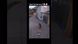 Owner ordered his dog via a spotlight webcam 😂 shorts meme [upl. by Curkell451]