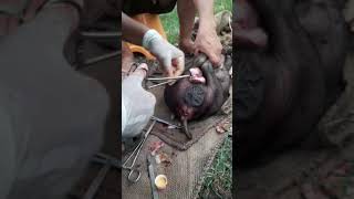 open method castration pig castration viralvideo pig Farm vet [upl. by Ingeberg169]