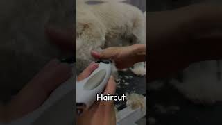 youtube pets dogapparel puppy groomer virlshort [upl. by Napier]