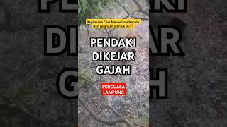 Pendaki Dikejar Gajah‼️kondego mountains hiking camping traveling pendaki survival [upl. by Jodi925]