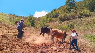 Arando La Tierra Con Yunta Para Volver A Sembrar [upl. by Helena]