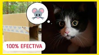 CÓMO HACER TRAMPA PARA ATRAPAR GATO  100  EFECTIVA  FÁCIL DE HACER [upl. by Atirb521]