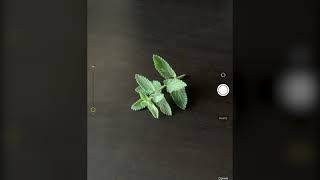 Tech Tutorial How to Use the PlantNet App [upl. by Semreh236]