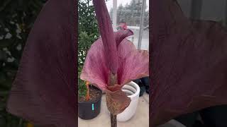 Amorphophallus konjac in bloom at Valleyview Gardens amorphophallus corpseflower [upl. by Clarita]