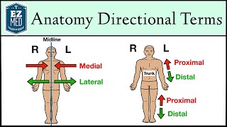 Anatomical Position and Directional Terms Anatomy MADE EASY [upl. by Onitnerolf]