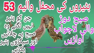 Common Quail Sounds For Quail Hunting Volume53  Batair ki Awaz Subah Shikar Kayliay [upl. by Yesdnyl]