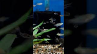 Cory Cat for 10 Gallon shorts fishkeeper fishtank fish fishkeeping aquarium corycatfish [upl. by Handel]