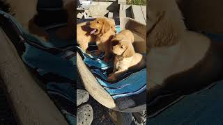 Golden Retriever Puppies October 1019241110 [upl. by Johppa653]