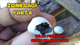 TELUR PERKUTUT PART ENAM ZONK LAGI [upl. by Katerine493]