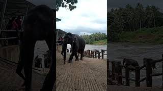 Pinnawala Elephant Orphanage In Sri Lanka shorts top travel [upl. by Goeselt]