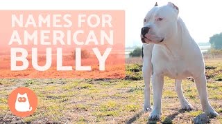 Names for American Bully Dog [upl. by Gavrila560]