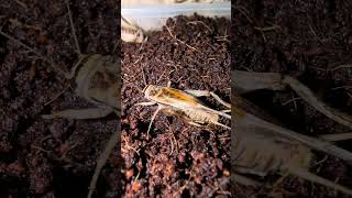 Its hard work giving birth A female Acheta domesticus cricket can lay around 100 eggs per day [upl. by Elliot]